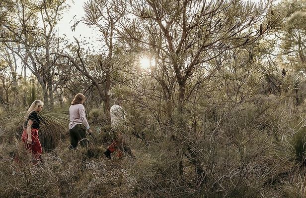 3 Hour Forest Bathing at Kings Park and Botanic Garden