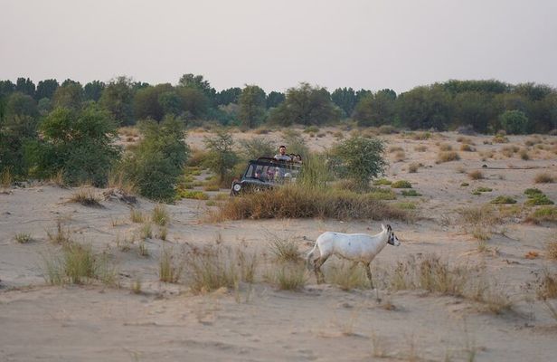 Dubai: Al Marmoom Oasis Vintage Safari: Camels, Stargazing & Meal