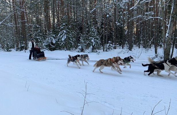 Husky dog sled/bike kart ride in Latvia ~ 3h group tour from Riga