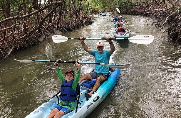 Guided Kayak Mangrove Ecotour in Rookery Bay Reserve, Naples