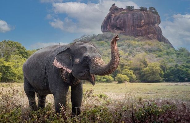 Private day Tour Sigiriya & Dambulla Cave Temple with Entrance Fee & Lunch