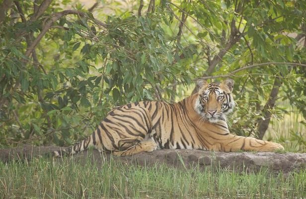 Bardia National Park package with Tiger Tops Karnali lodge