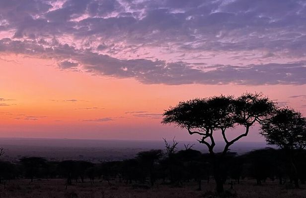 Big Five Dream Safari
