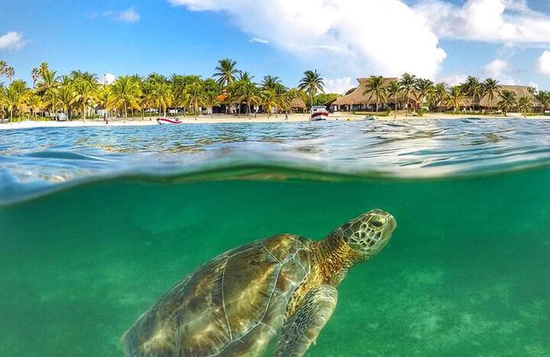 Turtles & Tulum Ruins! Round Transportation from Tulum City