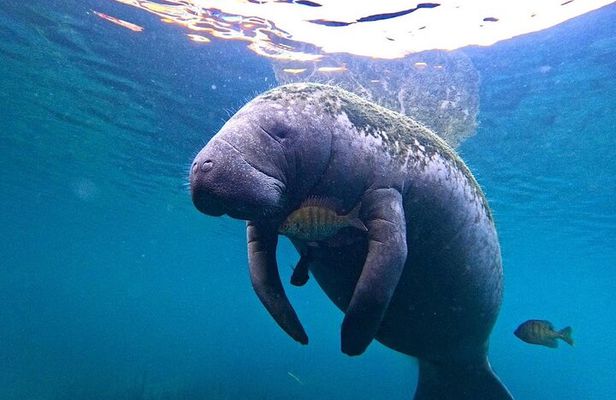 3-Hour Small Group All-Inclusive Manatee Swim with Photo Package