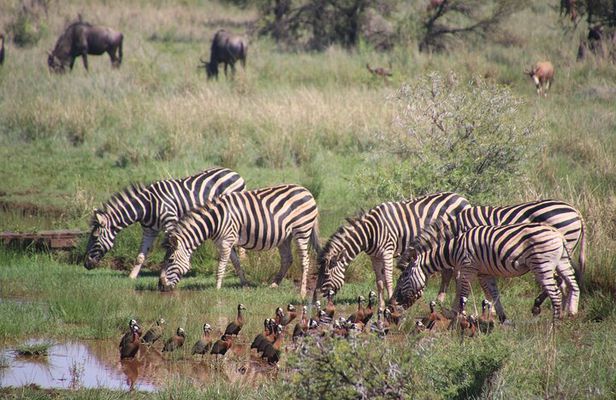 Mountain Kilimanjaro Trekking 7 Days Lemosho Route
