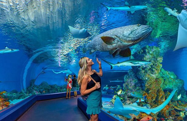 Cairns Aquarium and small group City Sightseeing Tour