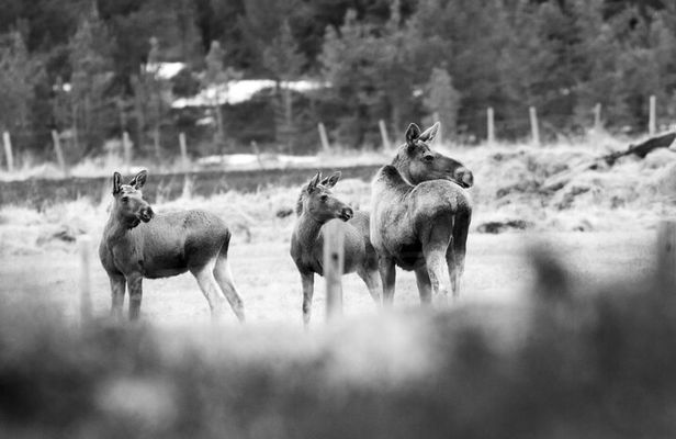 Moose Safari │ Dovre & Lesja Aktiv