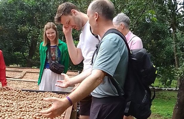 Coffee & Macadamia Fincas Tour
