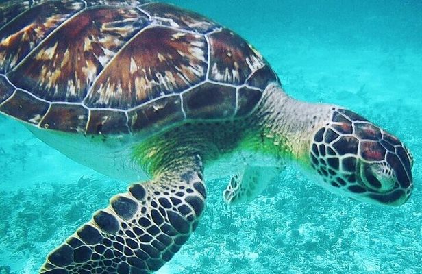 Visit Tulums Mayan Ruin Snorkeling with Turtles with from Cancun