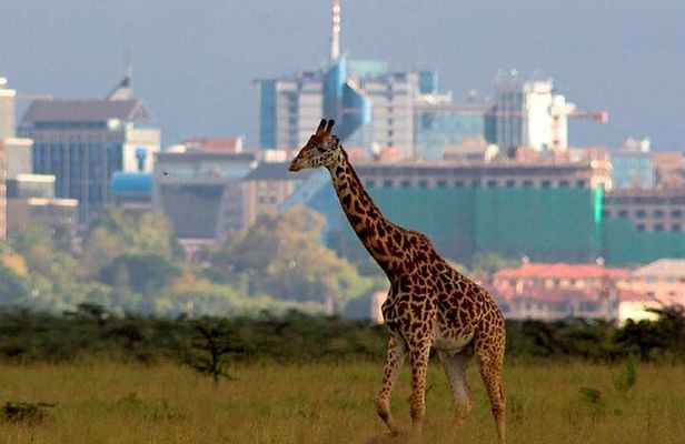 Nairobi National Park Group Shared Tour