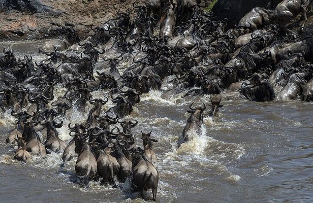 4 Days wildebeest lake nakuru masai mara safari
