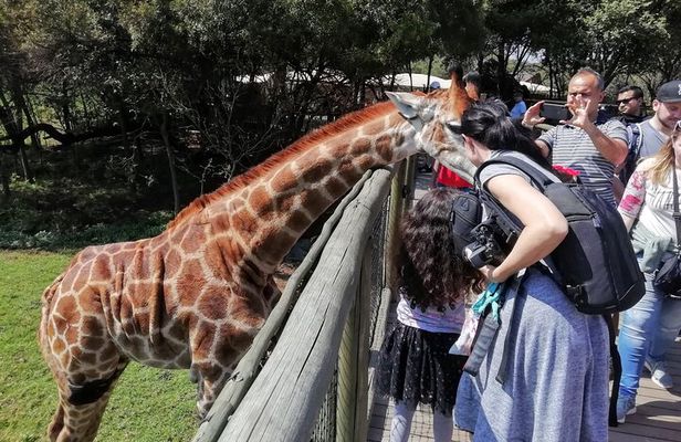 Half-Day Lion and Safari Park Tour