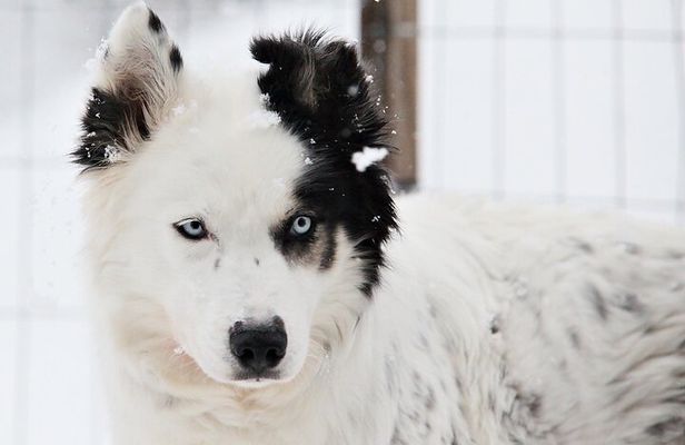 30 Minutes Husky Safari and Farm Visit in Pyhatunturi