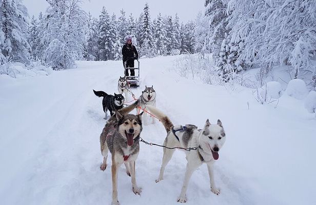 1,5 hour Husky experience in Pyhatunturi 