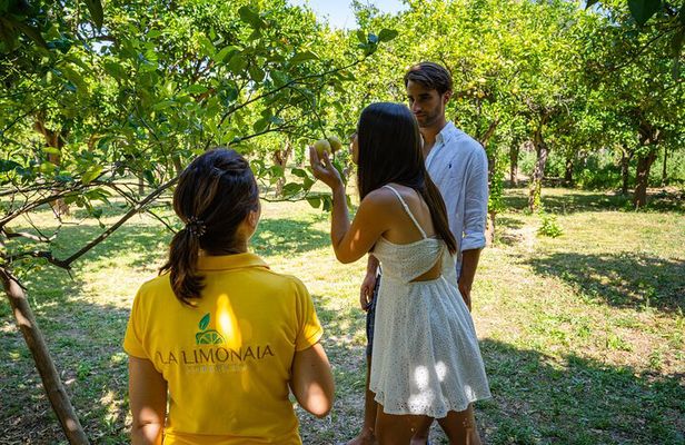 Guided tour of a historic lemon grove in Sorrento