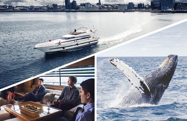 Whale Watching & Dolphin Yacht Cruise