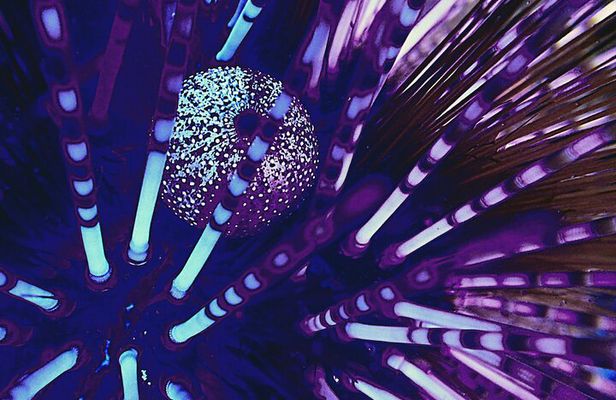 Fluorescent snorkeling with ultraviolet flashlights