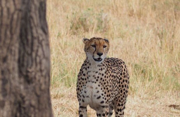 6 Days Maasai Mara, L.Nakuru and L. Naivasha Safari.