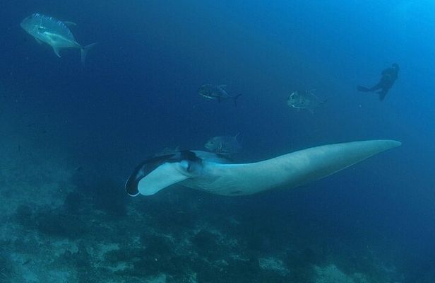 SCUBA Diving tour Racha and Coral islands full day tour