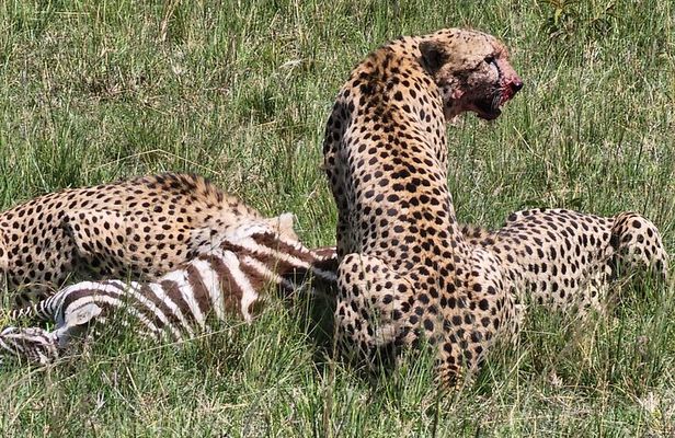 6 Days Amboseli, Lake Naivasha and Masai Mara Adventure