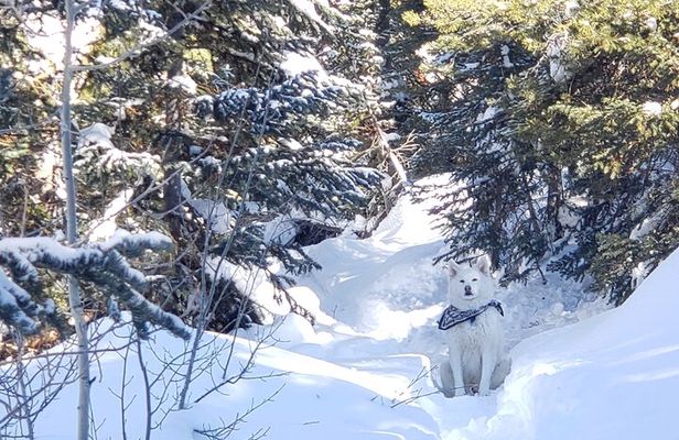 Guided Uinta Forest 3-Mile Hike w/fire + Lunch/charcuterie Stop 