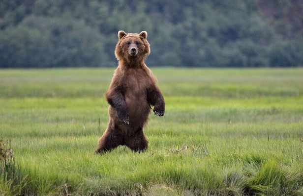 Alaska Bear Viewing Adventure from Seward