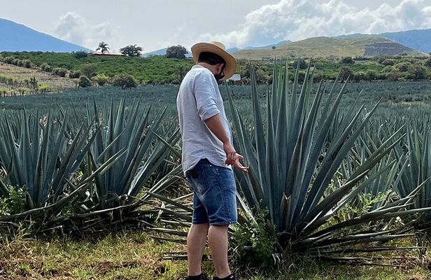 Tequila Jalisco Full Day Tour from Puerto Vallarta