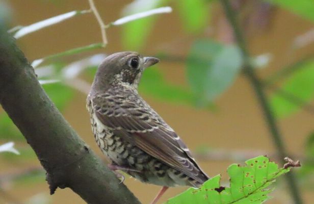 Phnom Penh Birding Experience and Brunch