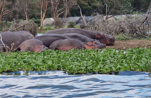 Day Tour To Hell's Gate National Park and Optional Boat Ride on Lake Naivasha.