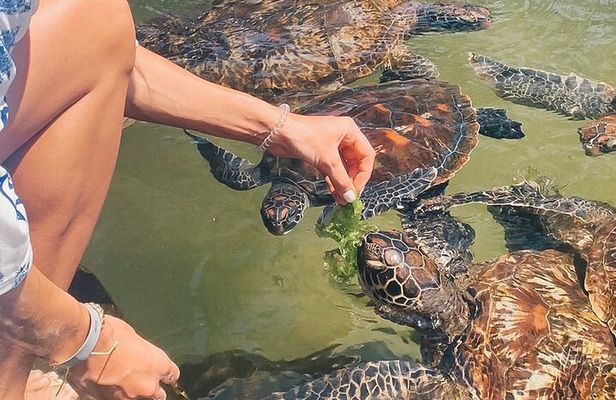 Mnemba Island, Nungwi Village & Sea Turtle Experience