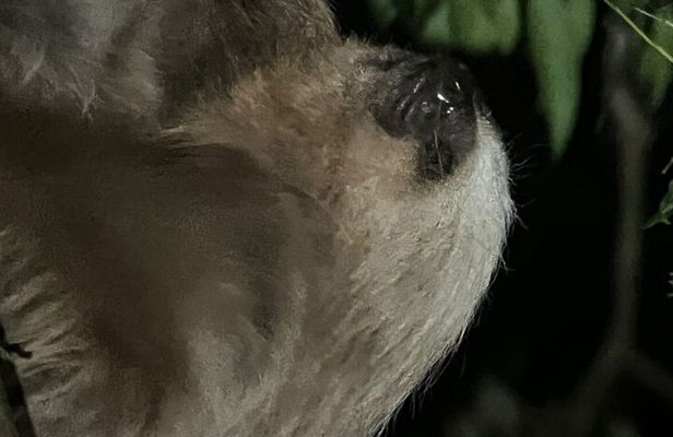 Night Walk Tour Monteverde