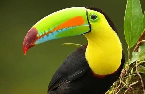 Monteverde Birdwatching Tour at Curicancha Reserve