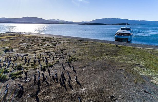 Martillo Island: Boat Trip to the Penguin Colony & Beagle Channel