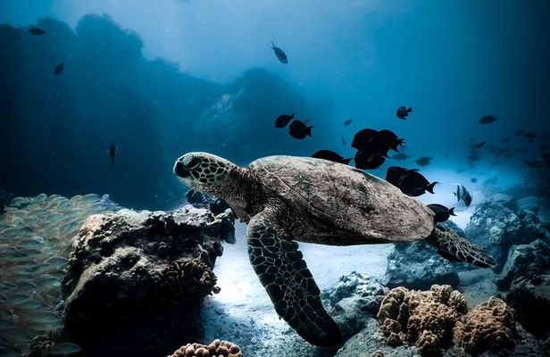 Night-Time Snorkel at TurtleTown with Stars, Lights, and Photos