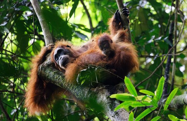 6 Days Bukit Lawang - Berastagi Tour (2D1N Jungle Treking + Sunrise Hiking)