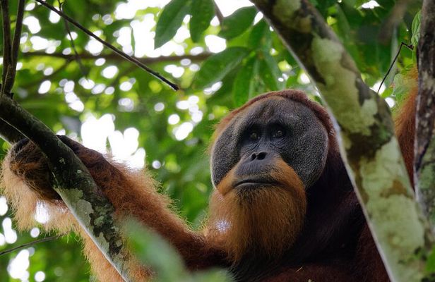 3 Days Bukit Lawang Tour (Happy Jungle)