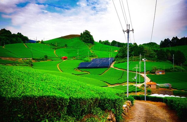 Green Tea Fields, Serene Nature of Kyoto, Uji (Convertible/Van)