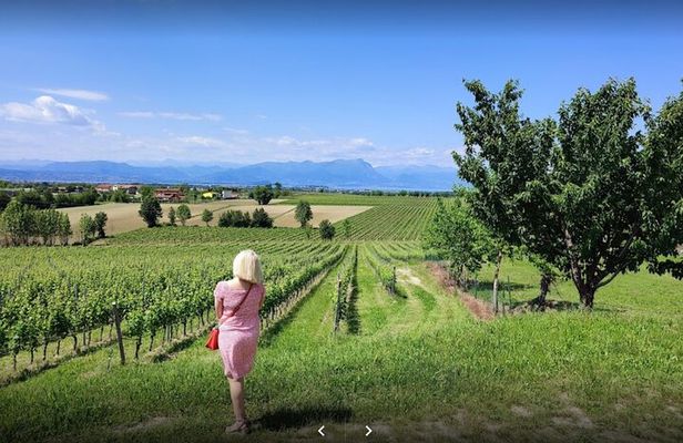 Vineyard Tour and Tasting of Lugana Wines
