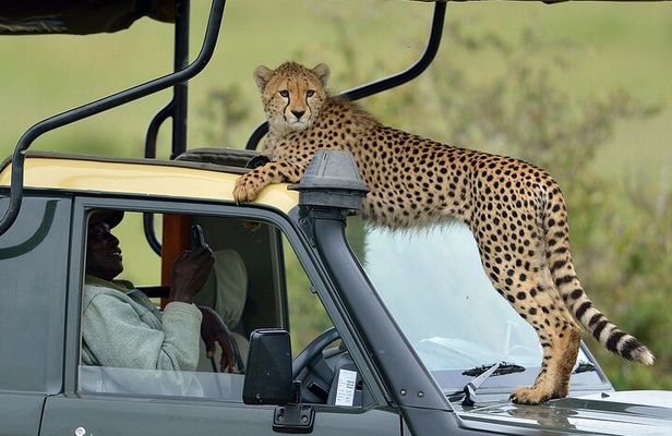 4Days Masai Mara and Lake Nakuru 4X4 Jeep Camping Safari