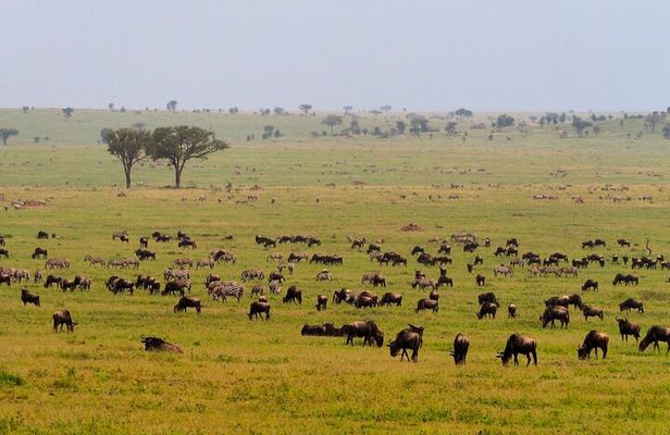 5 Days Budget Safari in Tanzania