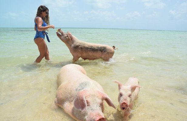 Swimming Pigs & Tour with Transportation to Rose Island