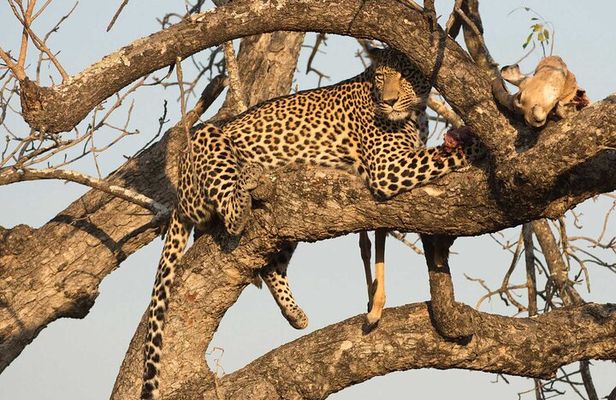 1 Day Tsavo East Safari ( Minimum 2 Pax)