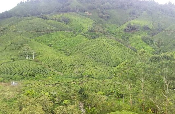 Cameron Highlands Full Day Tour