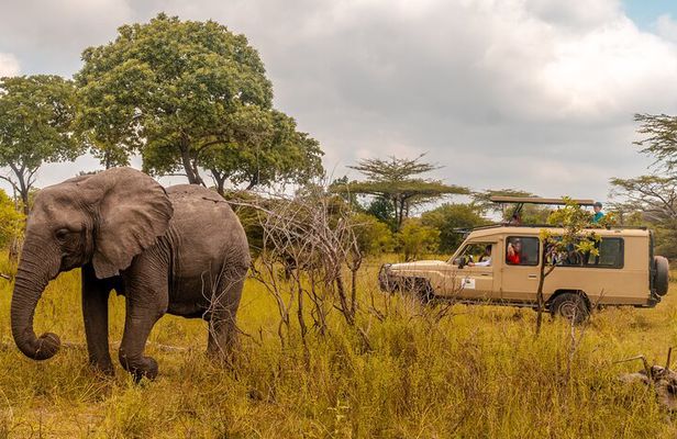 4 Days Selous Game Reserve Wildlife Encounter Safari