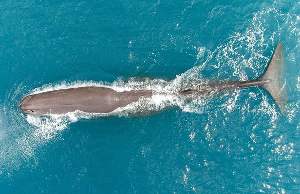 Kaikoura: Whale Watching Flight (Extended)