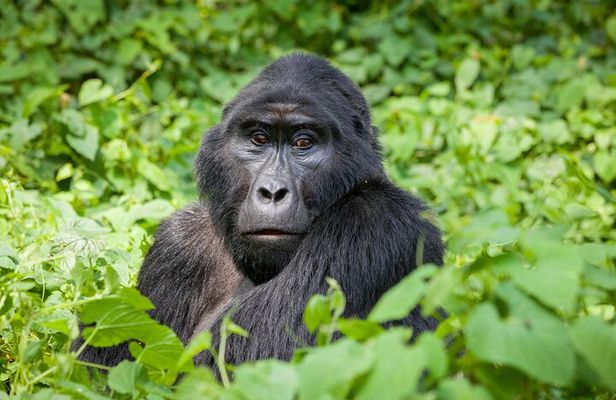 3-Day Private Gorilla Tour in Bwindi Impenetrable National Park