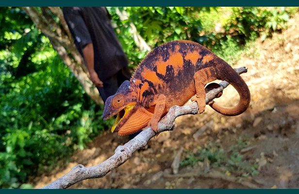 Exclusive Private Tour to Lokobe National Park (Home of the dwarf chameleons)