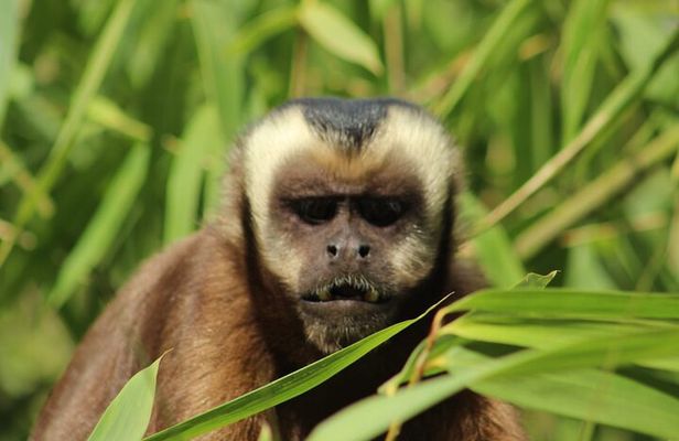 6 Days Tour in Manu National Park / Cusco - Puerto Maldonado
