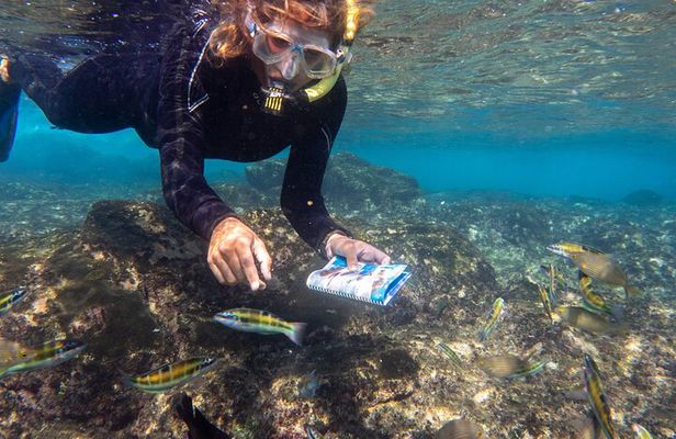 Guided Snorkel Experience